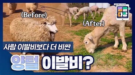 🐑양떼목장 양들 단체 이발했어요 ｜230428 별별다방 Youtube