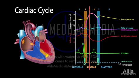 Cardiac Cycle Ecg