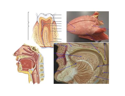 Digestive System Buccal Cavity Diagram Quizlet