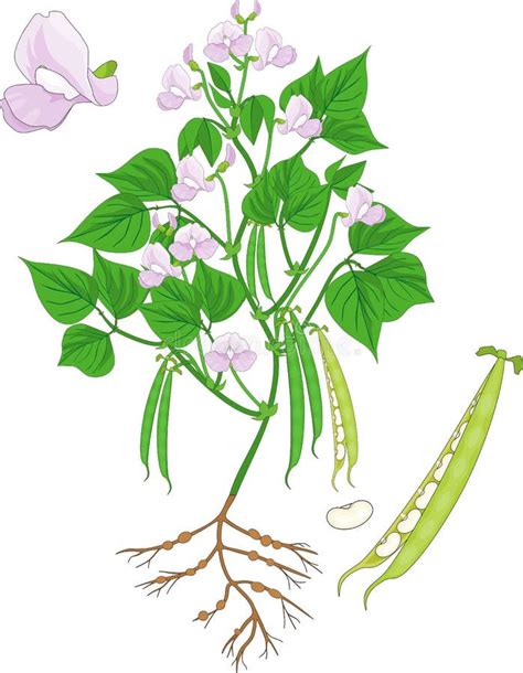 Bean Plant Stock Illustrations 35246 Bean Plant Stock Illustrations