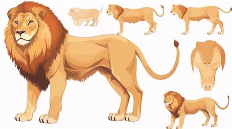 Lion Anatomy Diagram Illustration Premium Ai Generated Vector