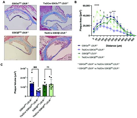 Atherosclerosis In Endothelialmacrophage Gsk3αβ Knockout Mice A