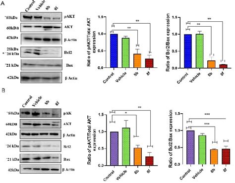 Western Blot Expression Of Pakt 1 Akt Bcl2 And Bax Cells Treated With Download Scientific