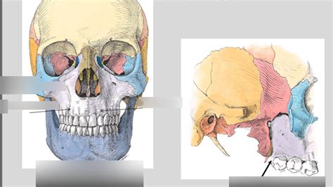 Maxillary Bone Diagram Quizlet