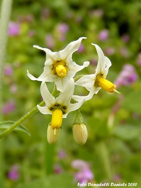 Wild Flowers In Valtellina Solanun Nigrum Fiori Spontane Flickr