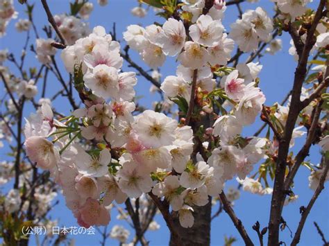 桜図鑑掲載一覧 桜図鑑｜公益財団法人日本花の会