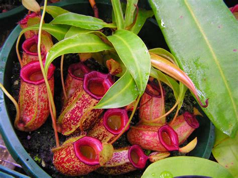 🔥 [50+] Nepenthes Wallpapers | WallpaperSafari