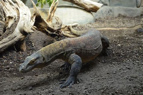 Drag N De Komodo El Lagarto M S Grande Del Mundo Imagen De Archivo