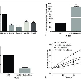 Mir A Overexpression Suppressed Mg Cell Migration And Invasion