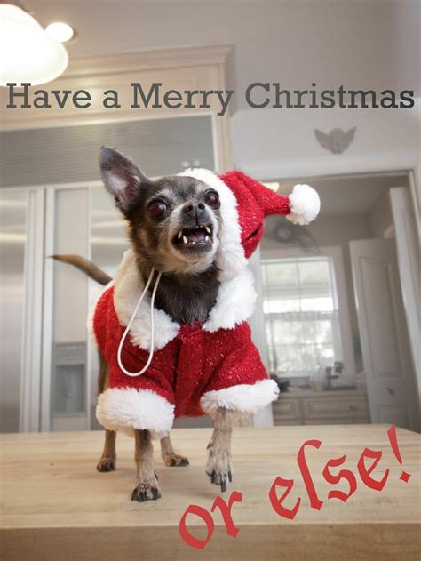 Funny Dog Christmas Photos