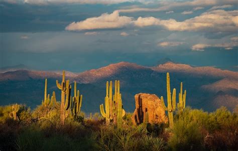 Premium Photo Sunset Illuminating Saguaro Cactus With Sonoran Desert