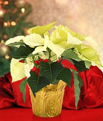 Why the White Poinsettia is the Best Poinsettia