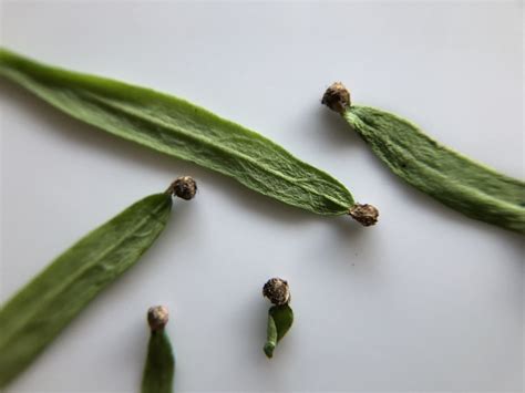 Little round things in your spinach