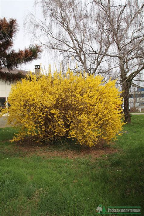 Форзиция промежуточная Спектабилис (Forsythia intermedia x Spectabilis ...