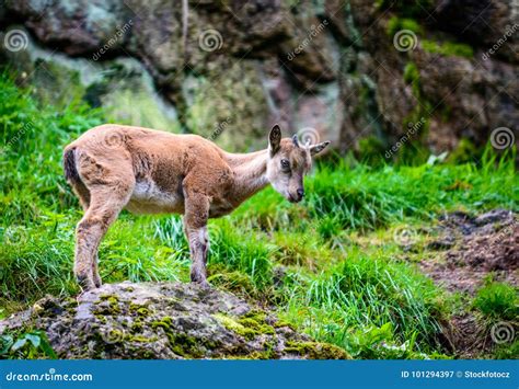 Himalayan blue sheep stock image. Image of bhutan, goat - 101294397