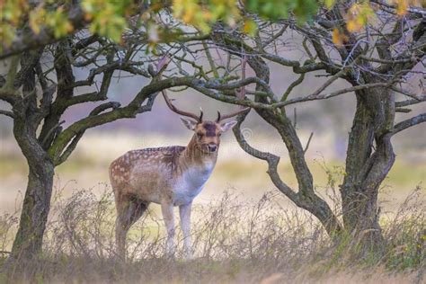 Fallow Deer Stag Dama Dama With Big Antlers During Rutting In Autumn