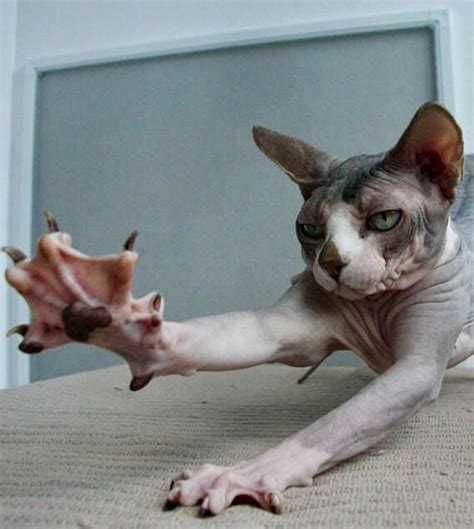 Pin By Drea On Cats Sphynx Cat Cute Hairless Cat Cats