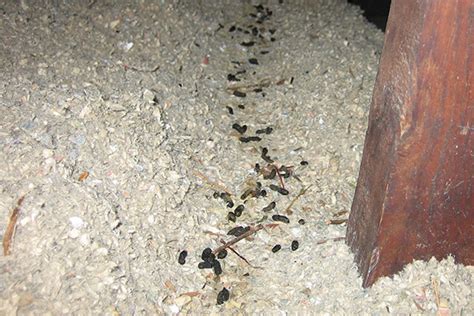 Rat Feces in the Attic - How to Identify and Clean Droppings, Poop of Rats