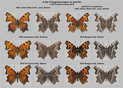 A Few Polygonia Progne Vs Gracilis Norbert Kondla Flickr