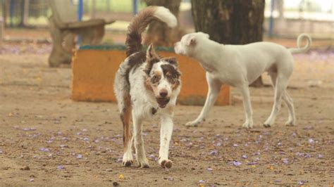 Governo Cria Grupo De Trabalho Para Prote O Dos Direitos Animais Gdia