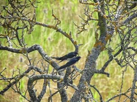 De campo por el Parque regional del sureste madrileño: Golondrina común ...
