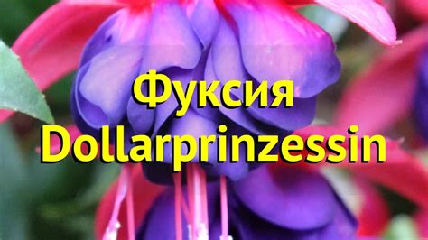 Фуксия обыкновенная Долларпринцессин. Краткий обзор, описание ...