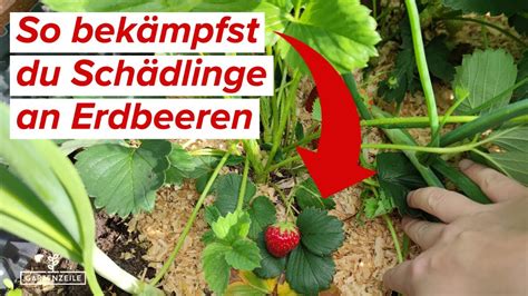 Sch Dlinge An Erdbeeren Bek Mpfen Und Vorbeugen Blattl Use