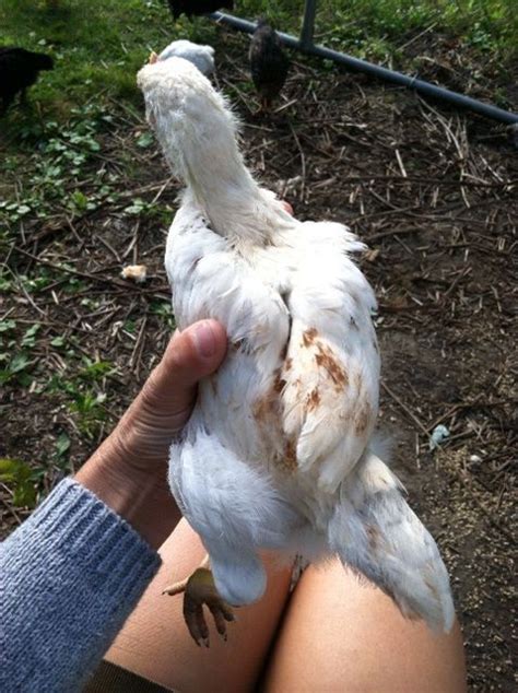 Confirming Red Star Red Sex Link Male Before Re Homing BackYard Chickens Learn How To