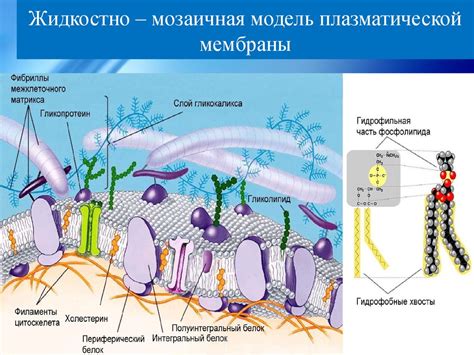 Нейрофизиология. Мембранный потенциал покоя и потенциал действия ...