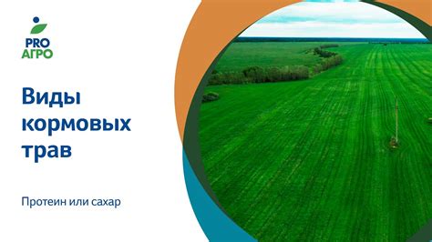 Виды кормовых трав (протеин или сахар) - YouTube