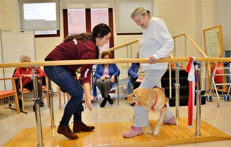 Formación Fisioterapia asistida con animales Terapias con Perrros