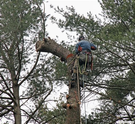 Parkhurst Tree Removal Pruning Millis Ma Brush Chipping Stump