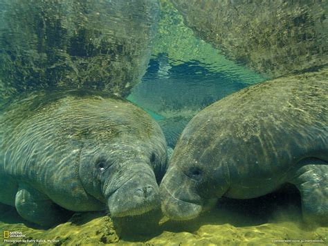 Calming Manatee Desktop