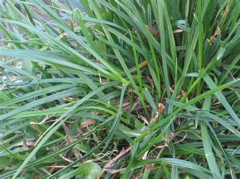 Italian Ryegrass Plant Species Britannica