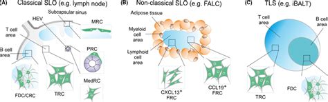 Lymphoid organs are underpinned by distinct fibroblastic reticular cell ...