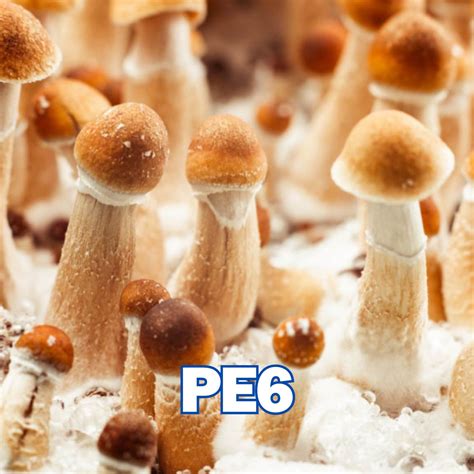 Penis Envy 6 Pe6 Spore Syringe P Cubensis Shop Now