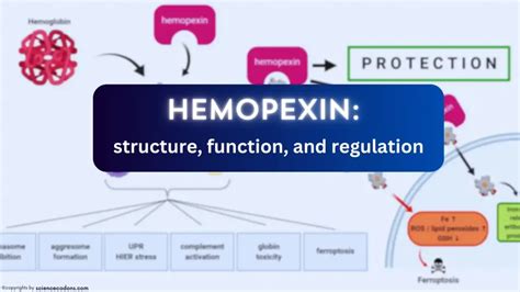 Hemopexin Functions Sciencecodons