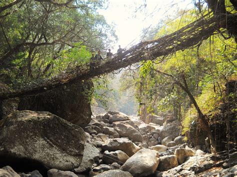 A Project Hopes to Save India's Vanishing Living Root Bridges