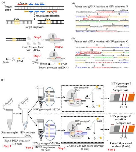 Micromachines Free Full Text Lateral Flow Assay For Hepatitis B