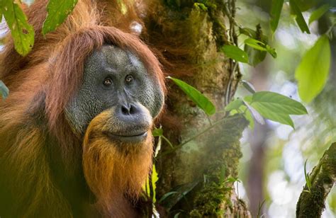 Hewan Paling Cerdas Di Dunia Dari Orangutan Hingga Gurita