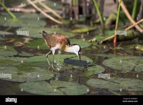 African Jacana Actophilornis Africanus South Africa Stock Photo Alamy