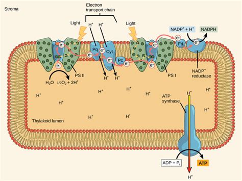 The Light Dependent Reactions Of Photosynthesis Boundless Biology