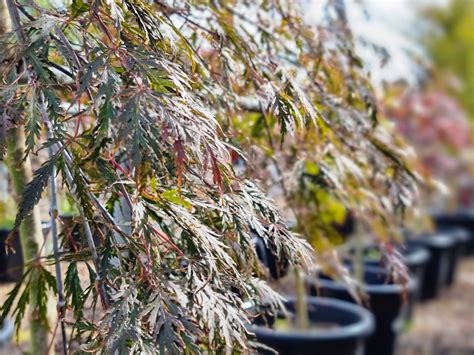 Acer Palmatum Dissectum Inaba Shidare Wholesale Nursery Nurseries