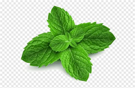 Mint Png