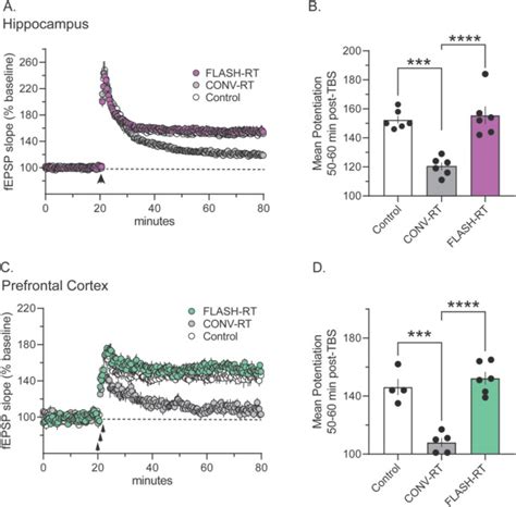 The Sparing Effect Of FLASH RT On Synaptic Plasticity Is Maintained In