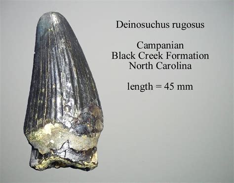 Deinosuchus - General Fossil Discussion - The Fossil Forum