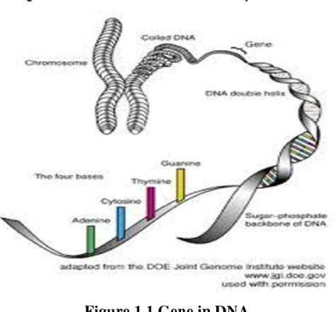 Figure 11 From Design Of 2d Genome Visualization Tool For Dna Sequence