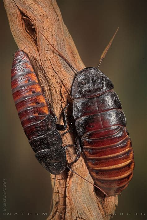 Big Black Bugs That Look Like Roaches Cockroaches Like Humidity But Not Water While Giant Water