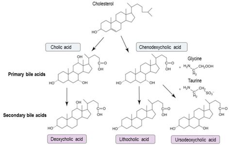 Bile Acids Key Players In Inflammatory Bowel Diseases Abstract