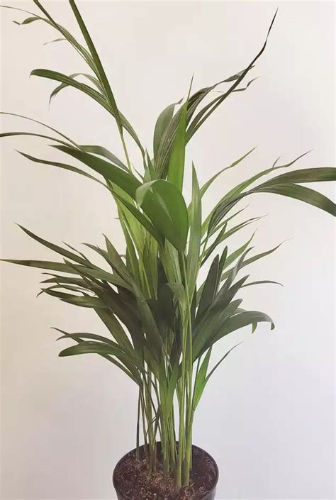 dypsis lutescens areca palm wild willys plants  flowers